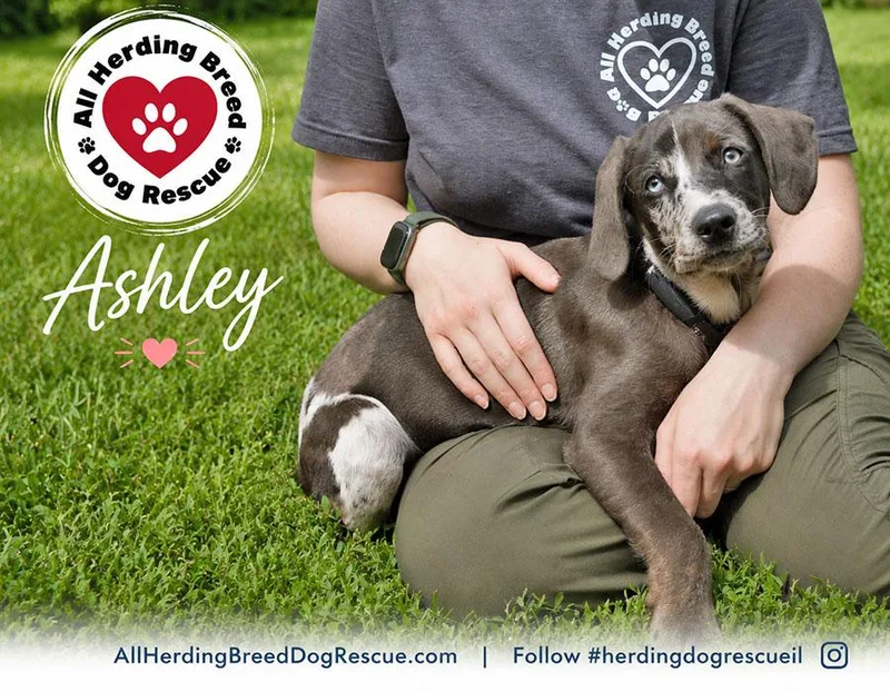 Ashley thumbnail 3