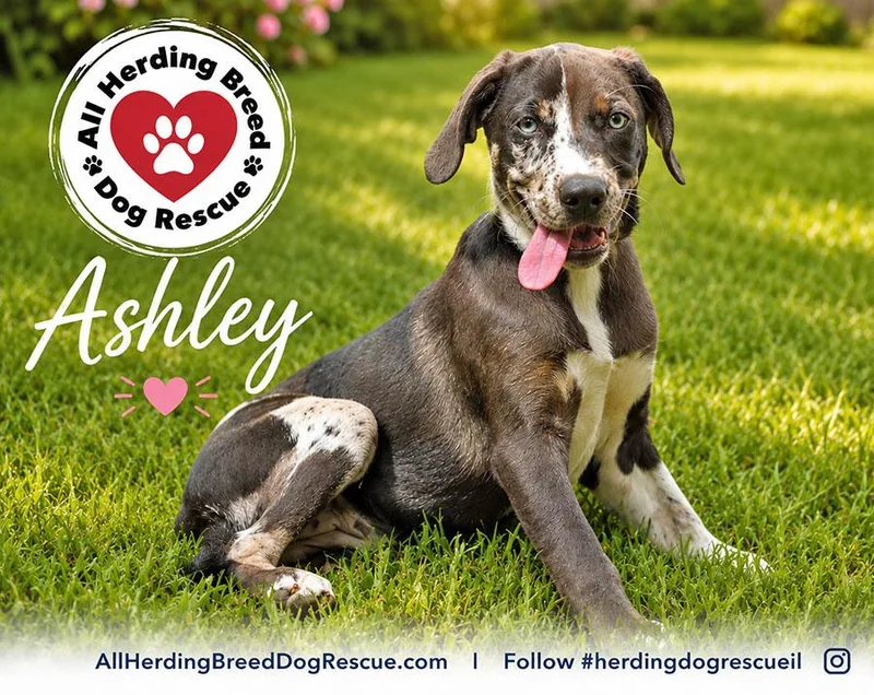 Ashley thumbnail 5