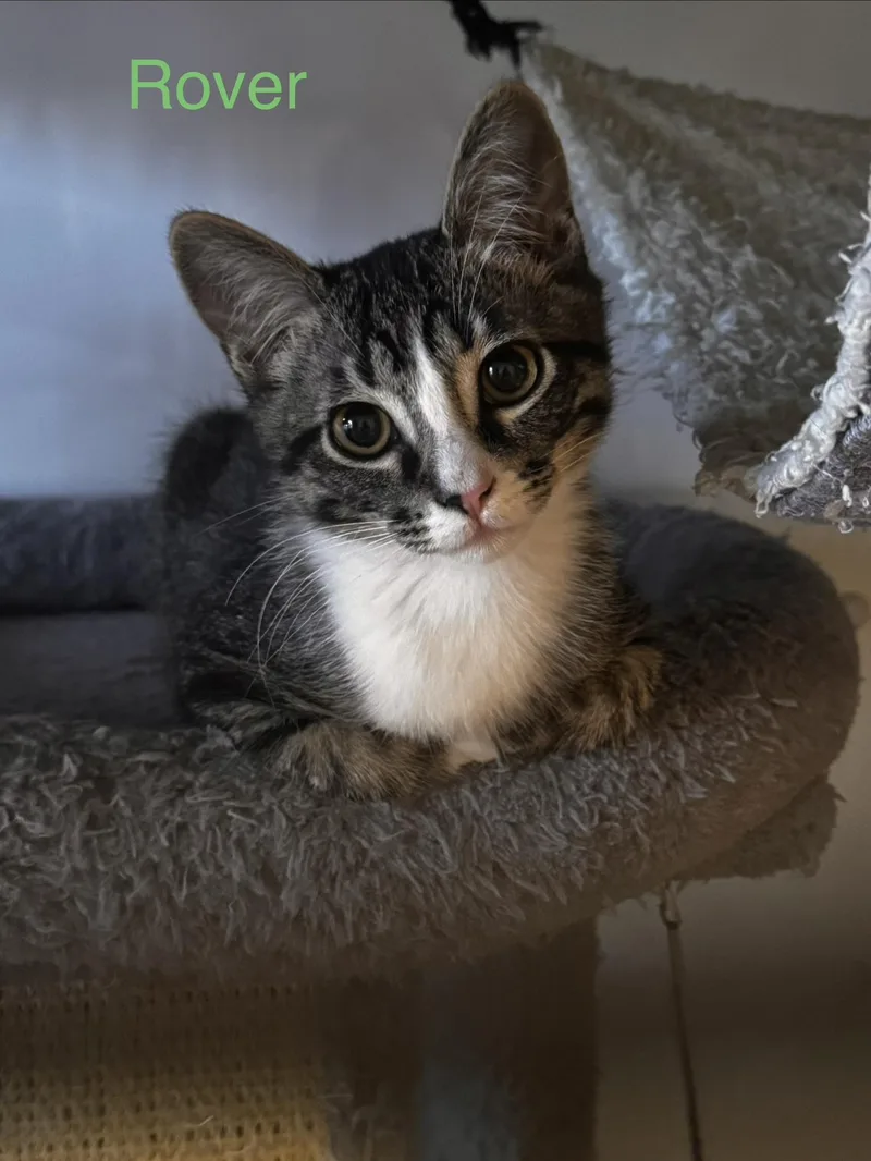 A baby small-sized male Domestic Short Hair cat named Rover for adoption in Wasilla, AK
