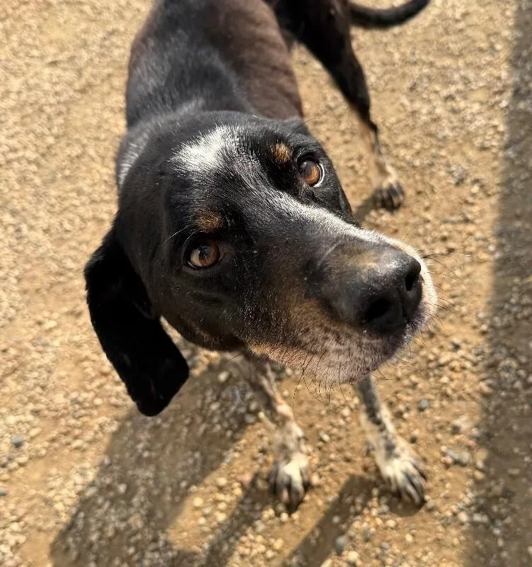 An adult medium-sized male Hound dog named Gavin for adoption in Yankton, SD