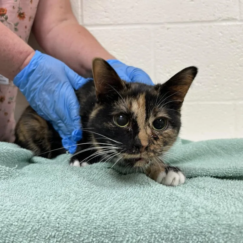 A senior medium-sized female Calico Domestic Short Hair cat named Su Su for adoption in Verona, VA