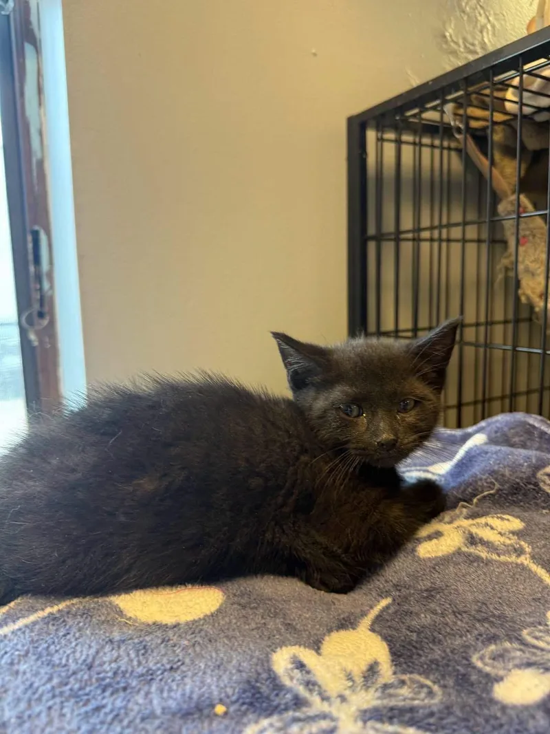 A young small-sized male Black Domestic Short Hair cat named Indigo for adoption in Freeport, NY