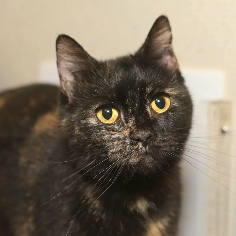 An adult medium-sized female Tortoiseshell Domestic Short Hair cat named Taffy for adoption in Evansville, IN