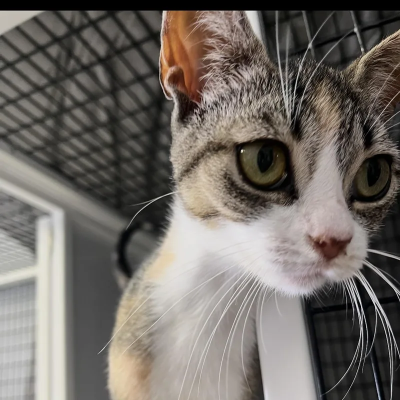 A young medium-sized female Calico Domestic Short Hair cat named Monet for adoption in Brockport, NY