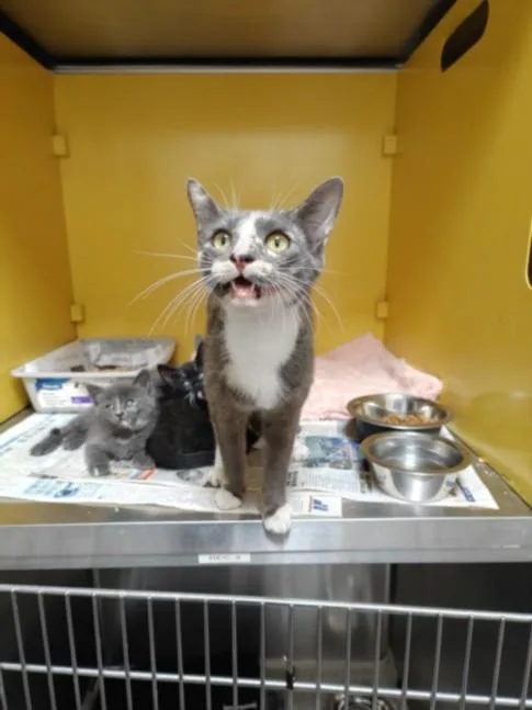 A young large-sized female Domestic Short Hair cat named Abigail for adoption in Los Angeles, CA