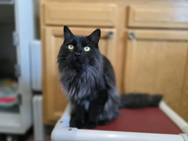 Zenny