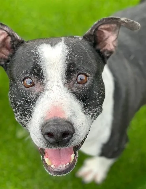 An adult medium-sized male Mixed Breed dog named Abner for adoption in Jacksonville, FL