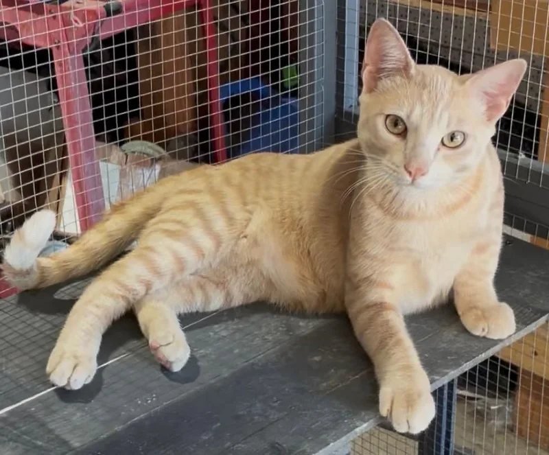 A baby medium-sized male Buff / Tan / Fawn Domestic Short Hair cat named Sunny for adoption in Hawthorne, CA
