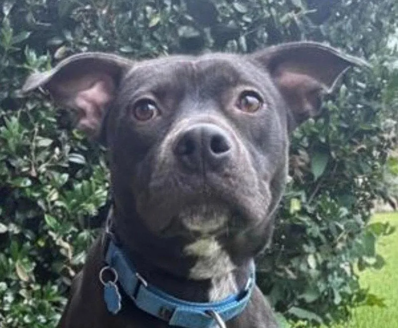 An adult medium-sized male Terrier dog named Toby for adoption in Bloomfield, CT