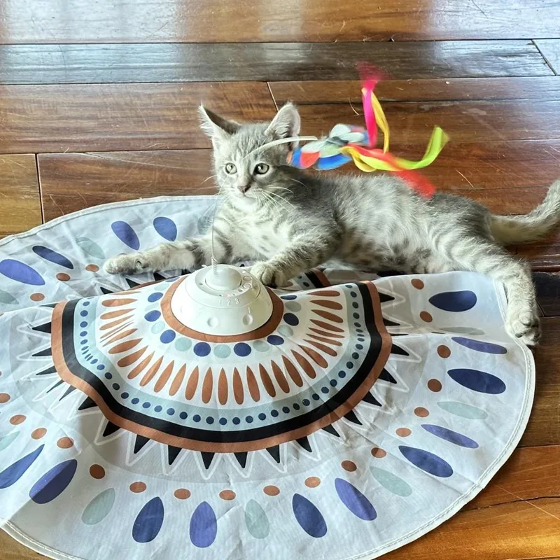 A baby small-sized male Gray / Blue / Silver Domestic Short Hair cat named Edamame for adoption in Long Beach, CA
