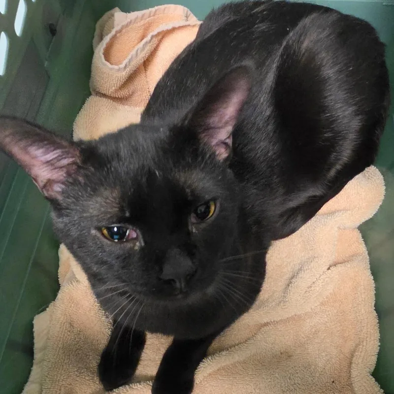 A young medium-sized male Black Domestic Short Hair cat named Dylan for adoption in Leander, TX