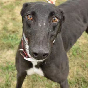 An adult medium-sized male Greyhound dog named Ts Speedster for adoption in grandville, MI