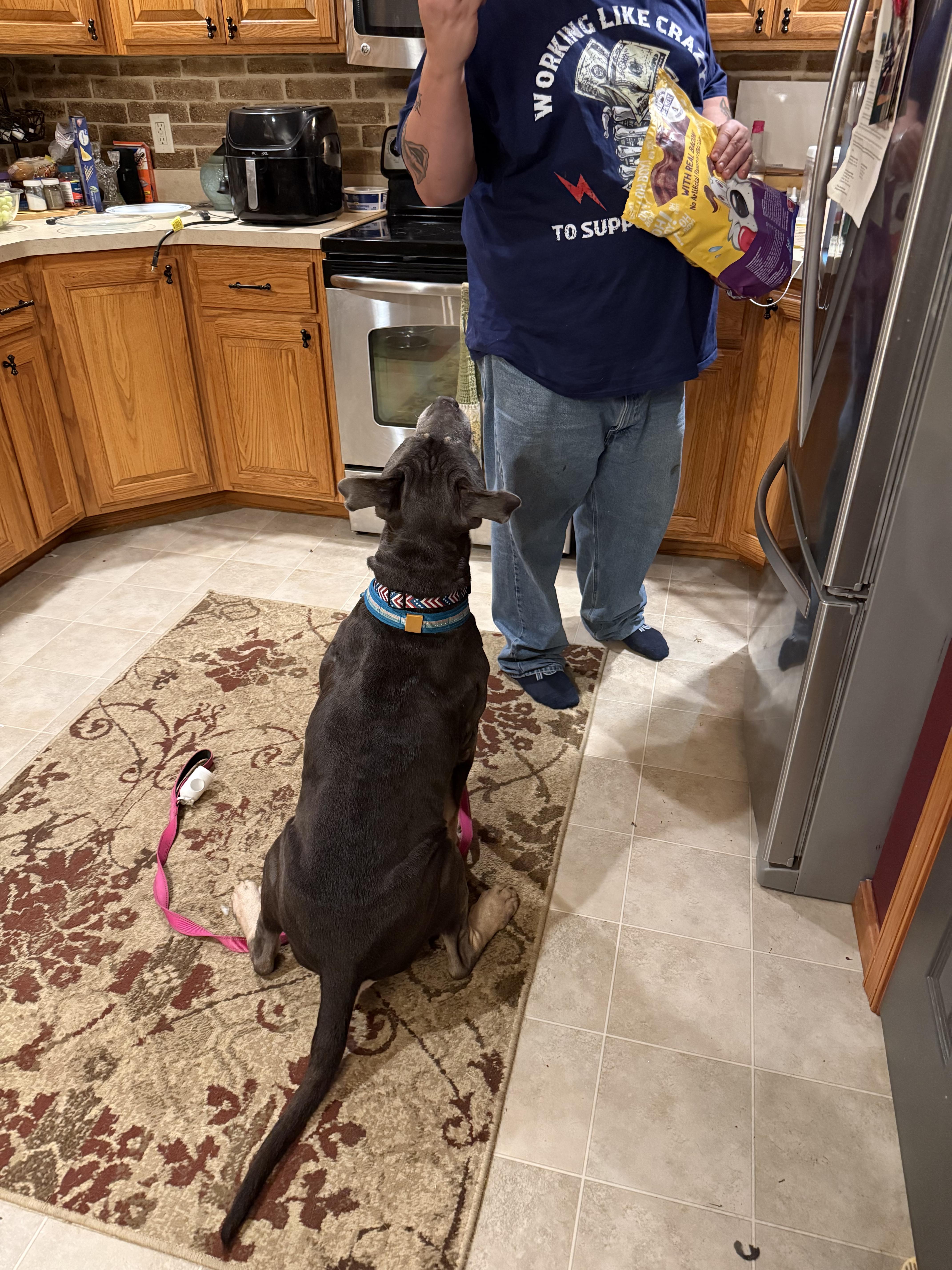 A senior large-sized male Bullmastiff dog named Simba for adoption in Westminster, MD