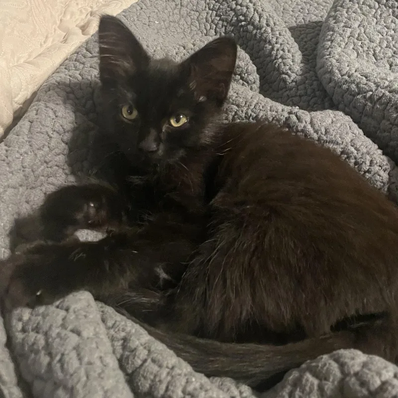 A baby small-sized male Black Domestic Long Hair cat named Sushi Roll for adoption in Bentonville, AR