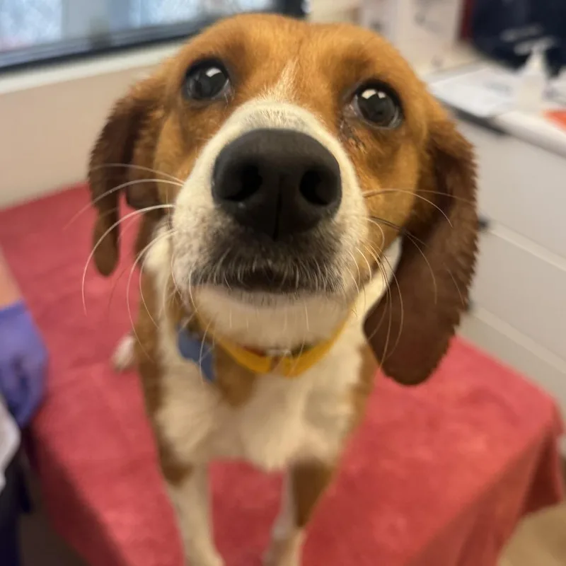 A young medium-sized female White / Cream Hound dog named Janis for adoption in Chesapeake, VA