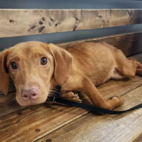A young small-sized female Yellow / Tan / Blond / Fawn Hound dog named Scarlet for adoption in Washington DC, DC