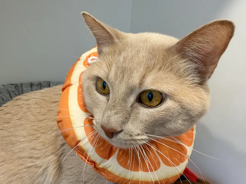 An adult medium-sized male American Shorthair cat named Dot for adoption in Hull, MA