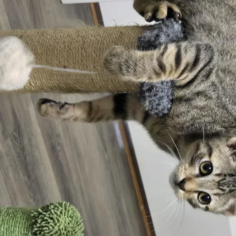 A baby medium-sized male Tabby (Buff / Tan / Fawn) Domestic Short Hair cat named Theodore for adoption in Liverpool, TX