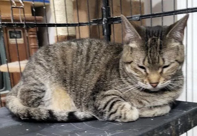 An adult medium-sized female Domestic Short Hair cat named Jam for adoption in St. Louis, MO
