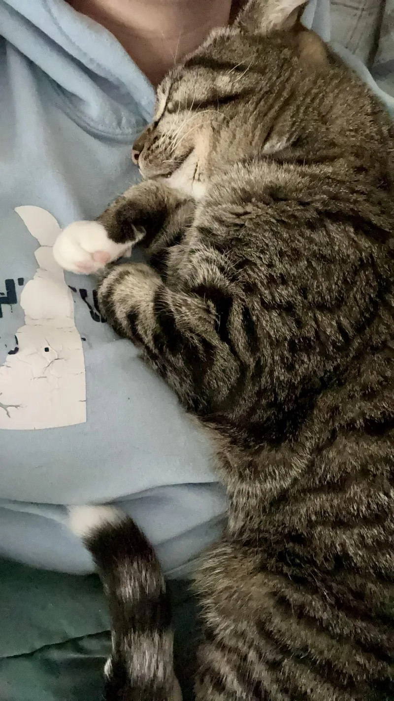 An adult medium-sized male Tabby (Brown / Chocolate) Tabby cat named Gleyber for adoption in Bethel, CT