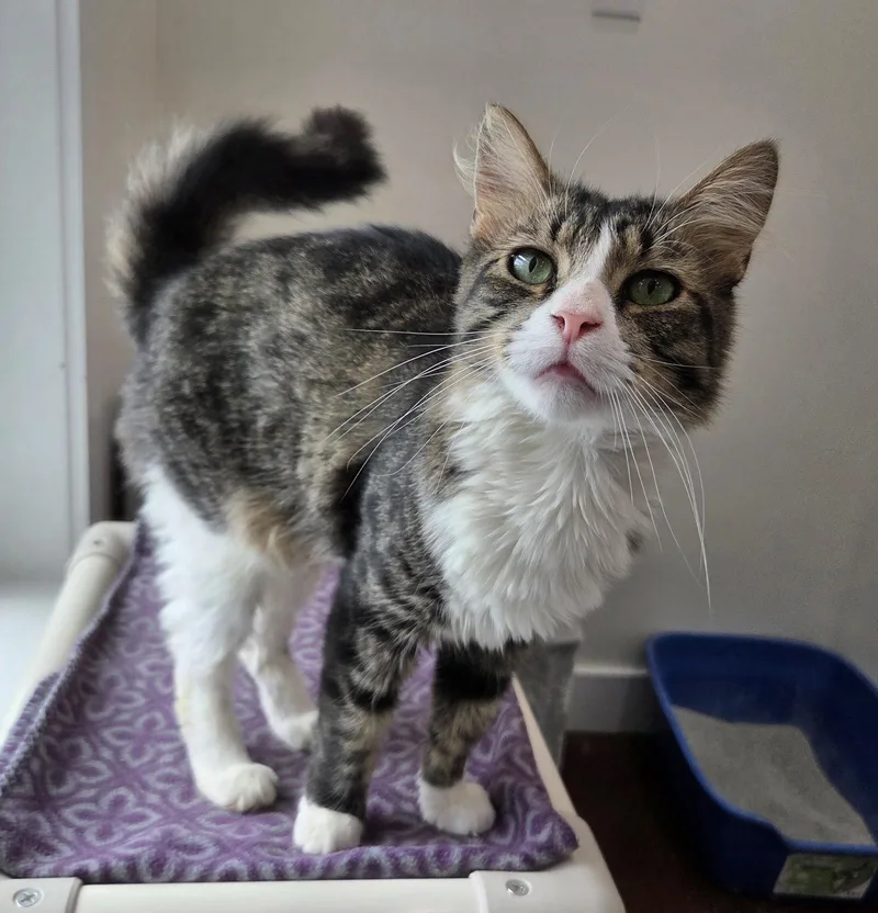 An adult medium-sized male Domestic Medium Hair cat named Tortillini for adoption in Magnolia Springs, AL