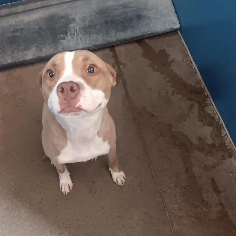 An adult medium-sized male White / Cream Pit Bull Terrier dog named Mack for adoption in Montgomery, AL