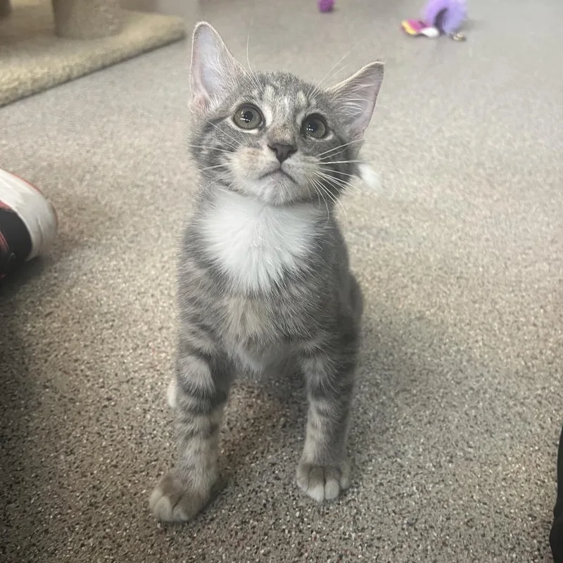 A baby small-sized female Domestic Short Hair cat named Tabitha for adoption in Sarasota, FL