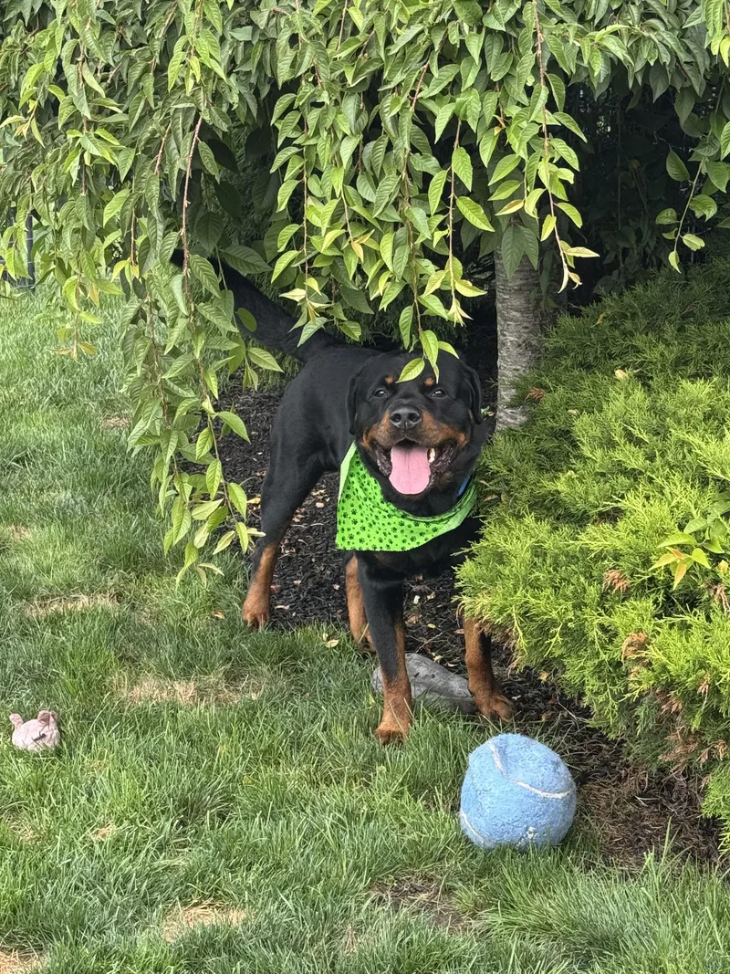 A young extra large-sized male Rottweiler dog named Dexter for adoption in Providence, RI