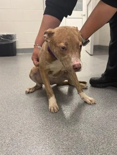 A young small-sized female Pit Bull Terrier dog named Betty for adoption in Toledo, OH