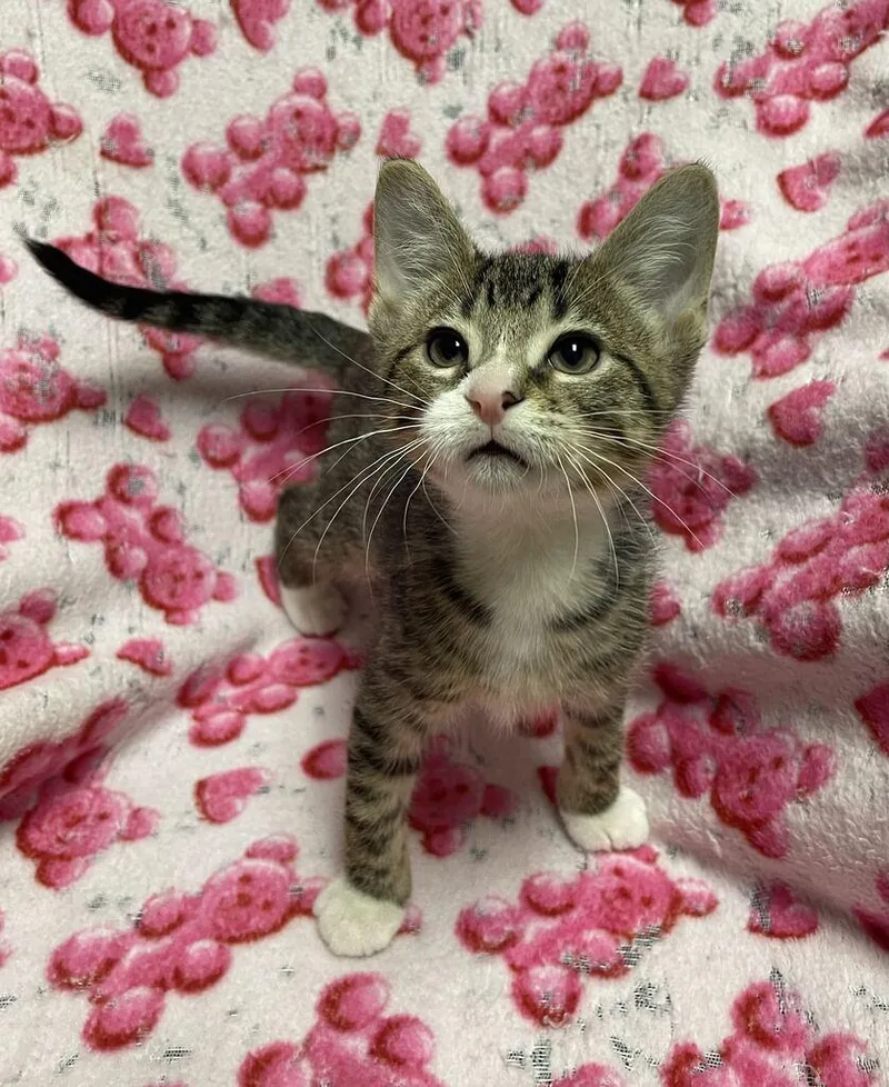 A baby small-sized male Domestic Short Hair cat named Harvest for adoption in Jackson, MI