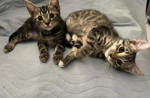 A baby medium-sized male Domestic Short Hair cat named Tiger for adoption in Antioch, CA