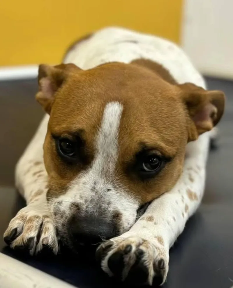 A young medium-sized male Red / Chestnut / Orange Mixed Breed dog named Cooper for adoption in Breinigsville, PA