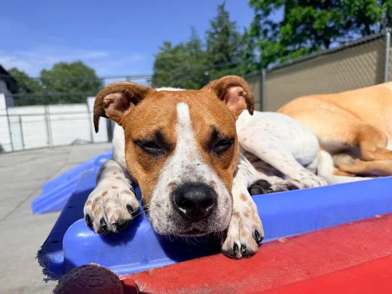 Cooper thumbnail 2