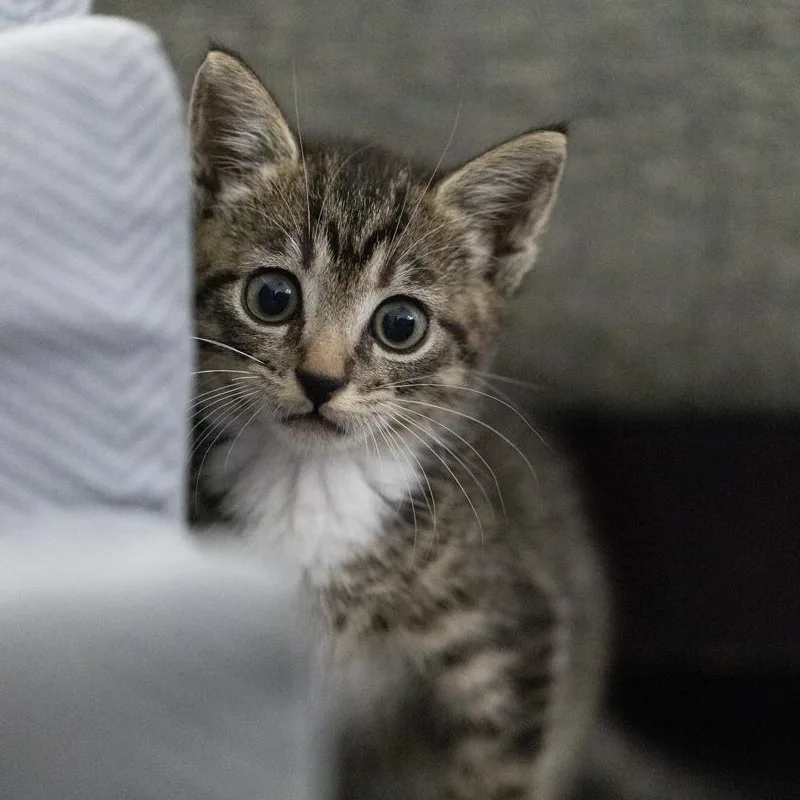 A baby medium-sized male Gray / Blue / Silver American Shorthair cat named Hubcap for adoption in Eldersburg, MD