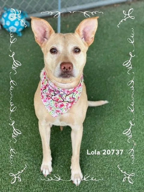 Lola