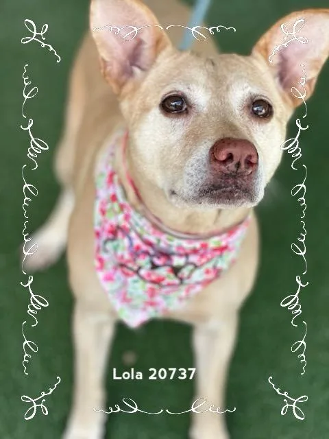 Lola thumbnail 2