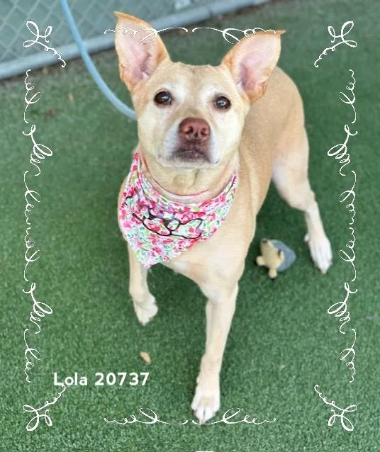 Lola thumbnail 5
