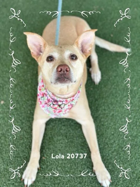 Lola thumbnail 6
