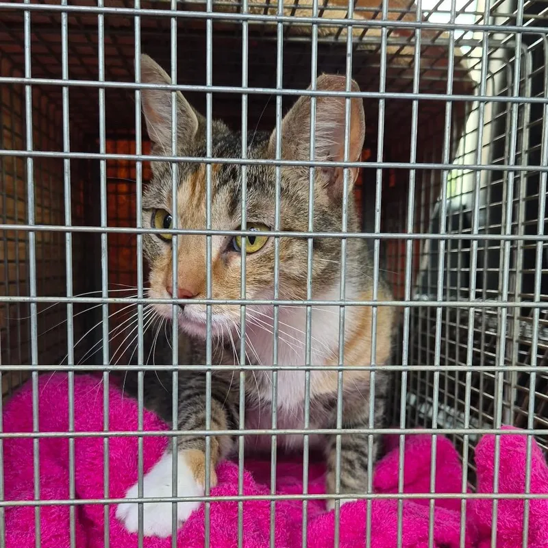 A baby medium-sized female Calico Domestic Short Hair cat named Buttercup for adoption in Curtis Bay, MD