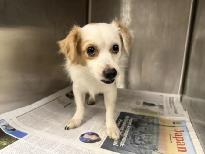 A young small-sized male Papillon dog named Dusty for adoption in Van Nuys, CA