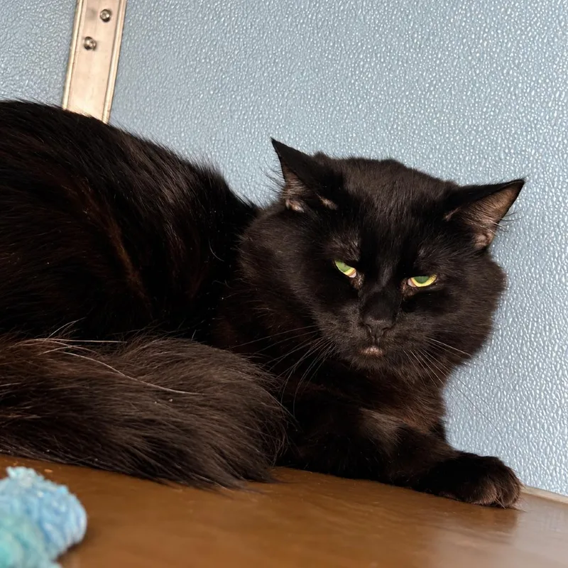 A young large-sized male Black Domestic Long Hair cat named Squirtle for adoption in Uniontown, PA