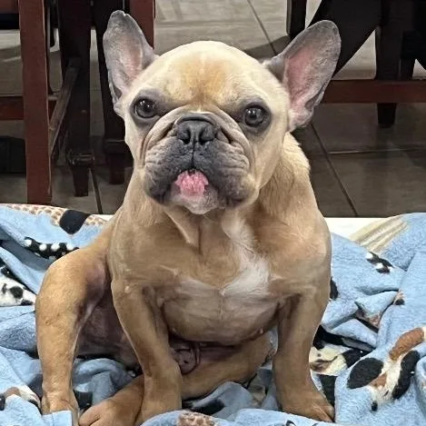 An adult small-sized male French Bulldog dog named Roscoe for adoption in Chelmsford, MA