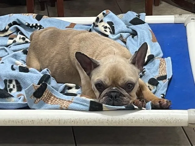 Roscoe thumbnail 3