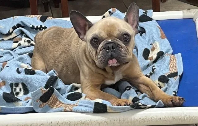 Roscoe thumbnail 4
