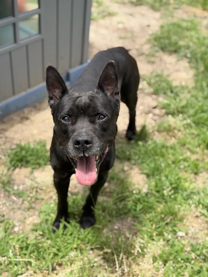 An adult medium-sized male Mixed Breed dog named Knix for adoption in Petersburg, VA