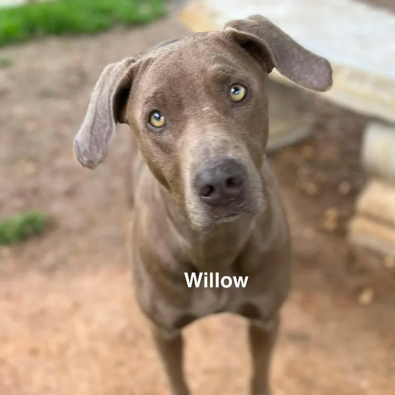 An adult medium-sized female Gray / Blue / Silver Mixed Breed dog named Willow for adoption in Alexandria, VA