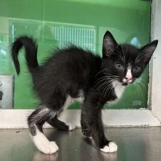 A baby small-sized male Black Domestic Short Hair cat named Cola for adoption in Novelty, OH