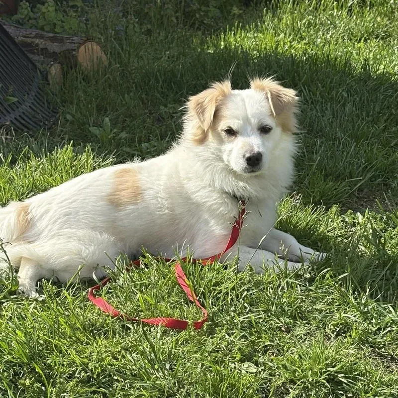 An adult small-sized male White / Cream Pomeranian dog named Otto for adoption in Rochester, NY