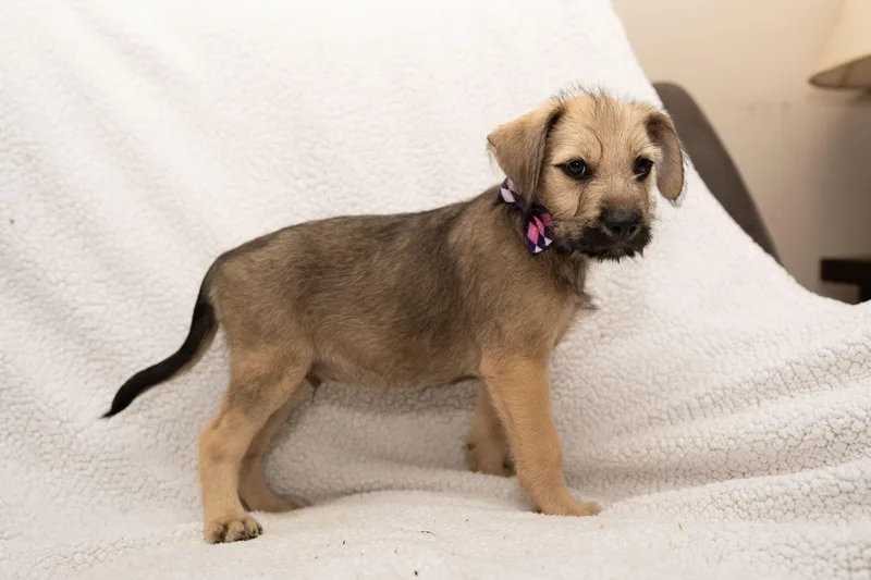 A baby medium-sized male Goldendoodle dog named Mercutio for adoption in Mobile, AL