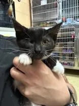 A young medium-sized female Black & White / Tuxedo Domestic Short Hair cat named Spring Roll for adoption in Manitowoc, WI